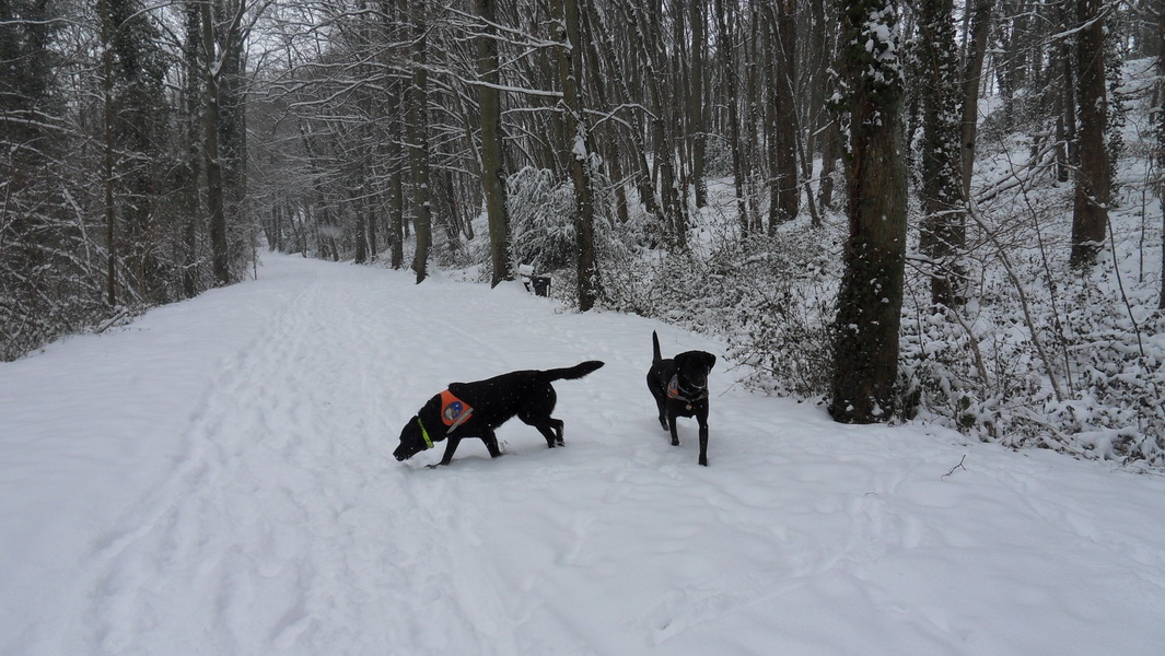 Saint Rémy en conditions extrèmes: les chiens sous la neige
