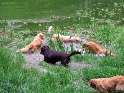 les chiens-guides se baignent