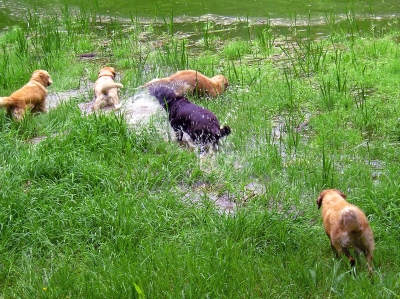 les chiens-guides se baignent